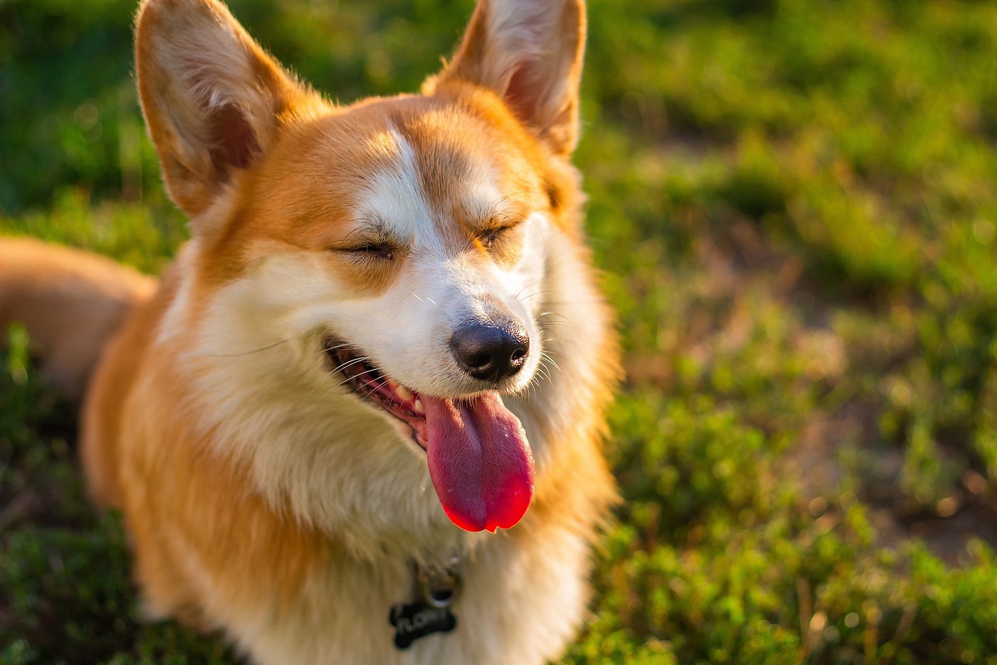 柯基犬舌头伸出来在阳光下的草地上
